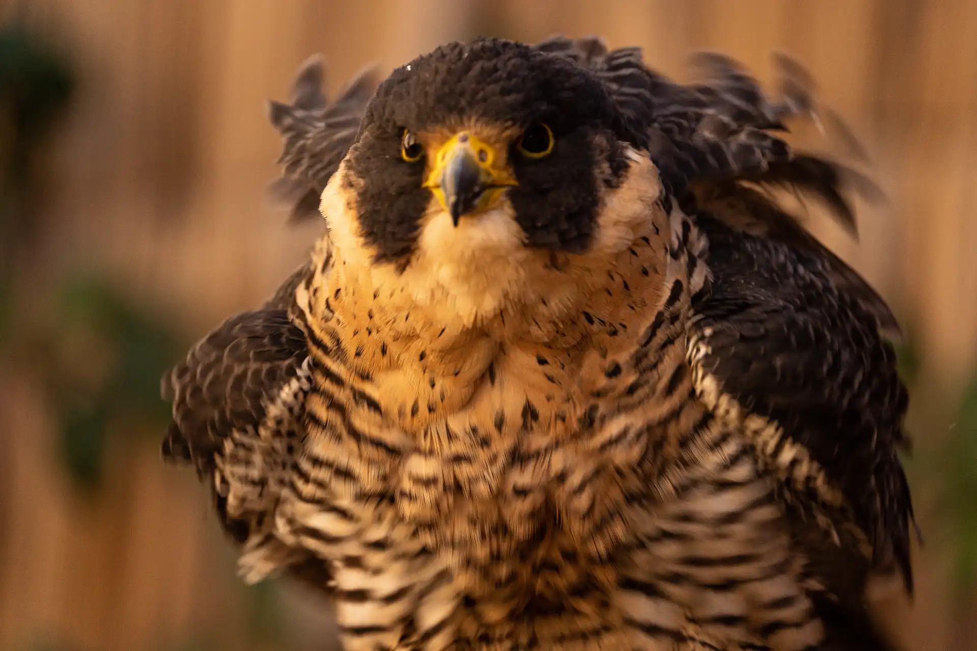 Mila, halcón peregrino
